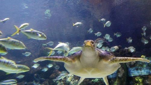 SEA LIFE Timmendorfer Strand: Entry Ticket Child gqQ5Adeh