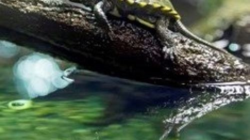 SEA LIFE Speyer 0nyPvvGA