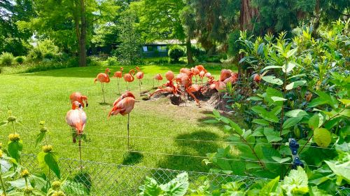 Cologne Zoological Garden H77m19C8