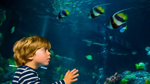 SEA LIFE Timmendorfer Strand: Entry Ticket Adult pSsw0zT5