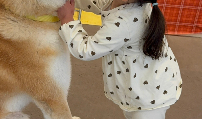 Akita Dog Interaction Experience Cafe with 1 drink Ht3G0PVr