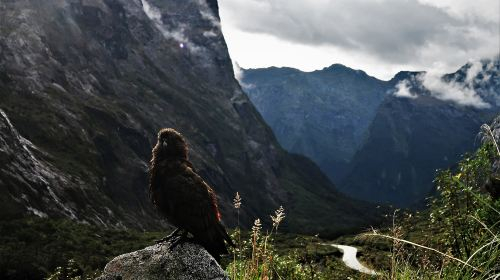 Milford Sound / Piopiotahi Cruise in New Zealand [Includes Boat Ticket + Lunch / Multiple Itinerary Options Available] Day Tours ZoY8Doe7