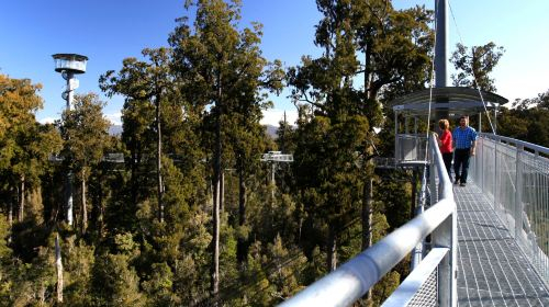 Westcoast Treetop Walk & Tower Zipline Z5VcdRbD