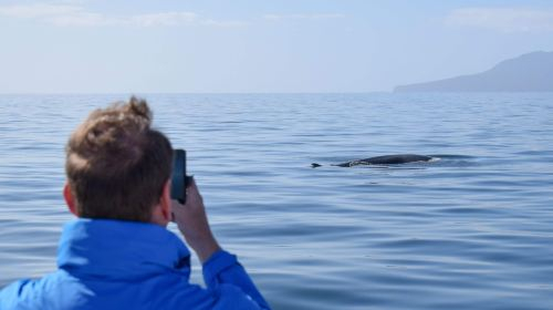 Auckland Hauraki Gulf Whale and Dolphin Sightseeing Cruise Ticket Transport Passes 9sh6We1u