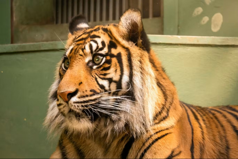 Prague Zoo Ticket + Audio Guide wtoGtq4H