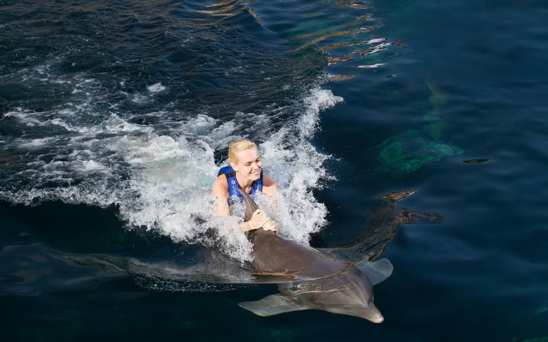 Swim with Dolphins at Delphinus Xel-Ha with Hotel Pick-up  GS3YKM9J