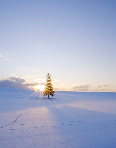 Winter Limited: Hokkaido Zoo & Shikisai no Oka & Christmas Tree & Ningle Terrace Day Tour | (Departing from Sapporo) jfVmA2DF