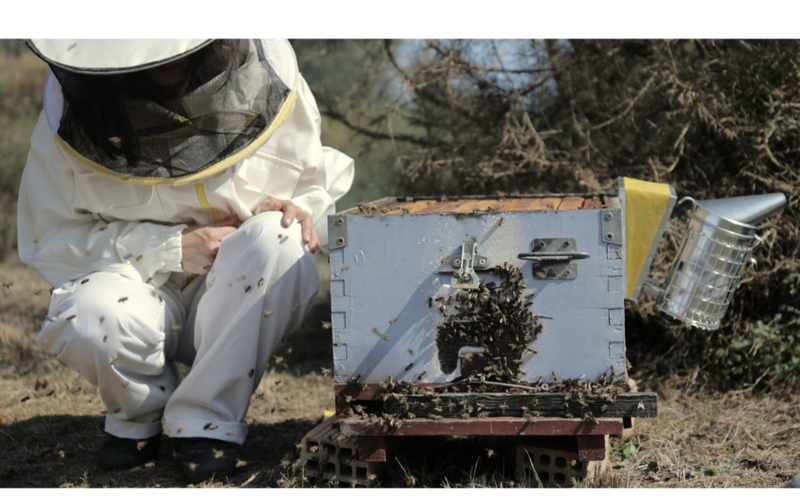Beekeeping Experience and Honey Tasting in Kalamata iQfCaz6N