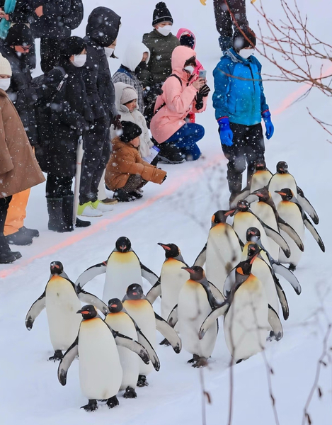 9-person small group - Hokkaido Zoo & Shirasu Waterfall & Christmas Tree & Ningle Terrace Day Tour | Departing from Sapporo Zf4pWhvk