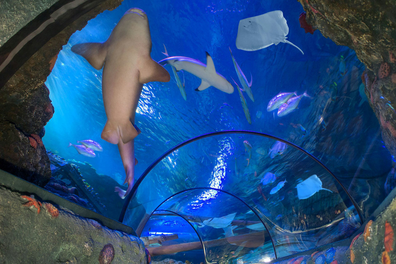 Gardaland SEA LIFE Aquarium Ticket hgxGiE95