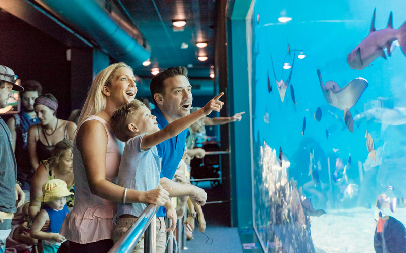 Sea World Whale Watching Experience with Sea World Ticket fBTpRZ4l