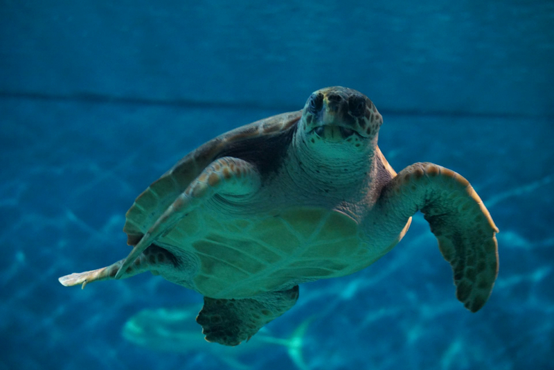Seville Aquarium Ticket uPW5IFzX