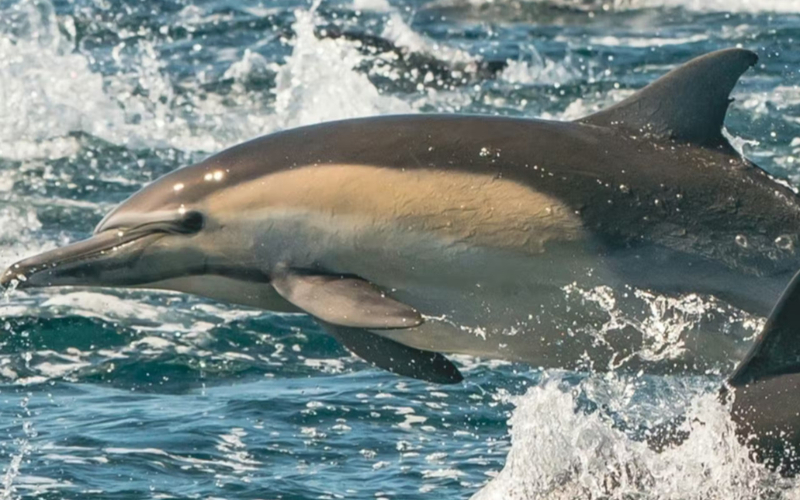 Newport Beach Year Round Whale & Dolphin Watching Cruise Experience Bk2inlp3