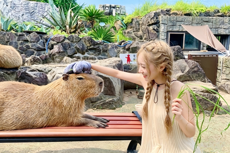 Izu: Mt. Omuro & Cactus Animal Park & Jōgasaki Coast & Kadowaki Suspension Bridge Day Trip (Includes Sea View Train Experience) WVfdXtOd