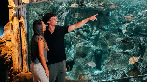 Lanzarote: Aquarium Entry Ticket Day Tours Xunnw8xN
