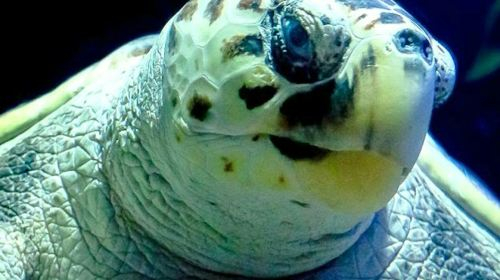 Lanzarote Aquarium: Skip The Line Ticket Senior E8PP2yHV
