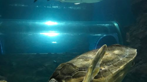 Lanzarote Aquarium Z5EefgjG
