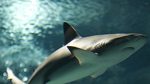 Lanzarote Aquarium: Skip The Line Ticket Child AEHTbufG