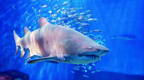 Sevilla Aquarium n64RPBHC