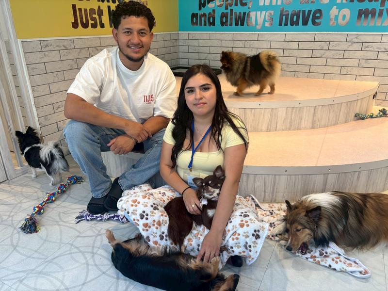 Play with Dogs at Dog Cafe Rio Harajuku[Dog Cafe Rio Harajuku] qPeTMKBy