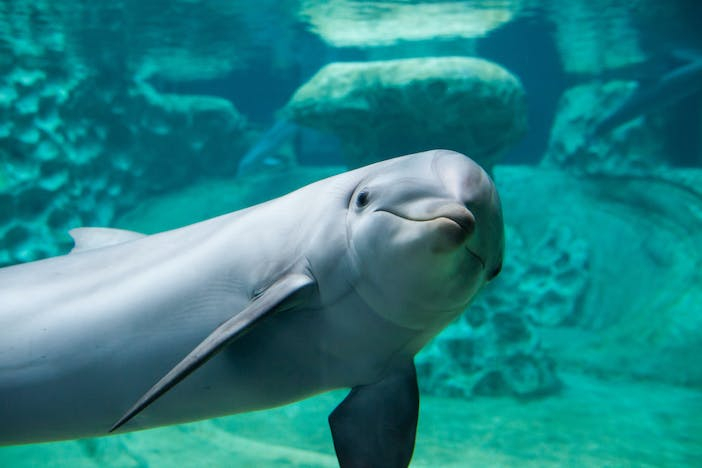 Georgia Aquarium O6ePaOKa