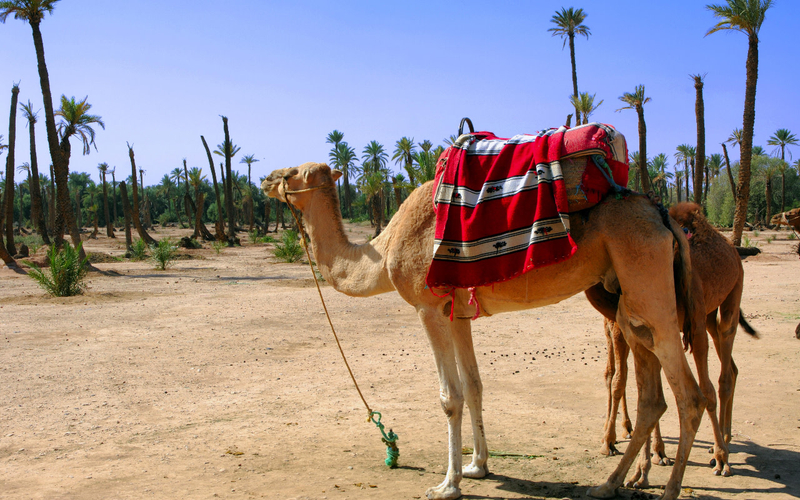 Camel Ride Experience in Marrakech Palm Grove zBduz5YC