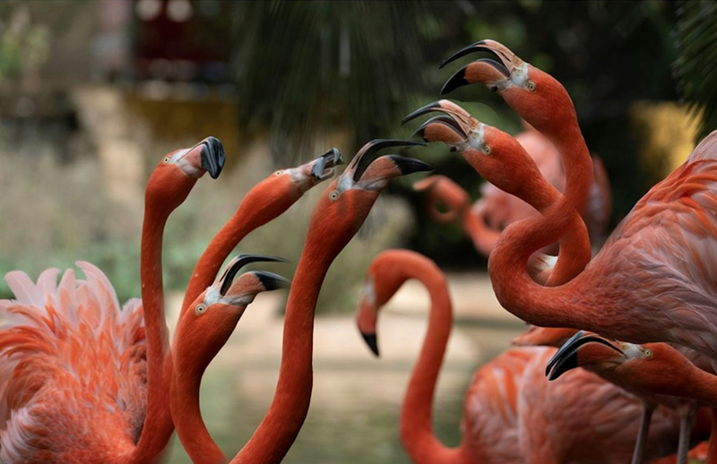 Lagos Zoo Ticket sAik6soo