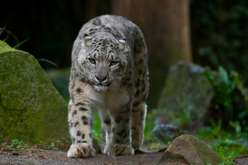 Amnéville Zoo Fast Track Ticket ouaTRUWO