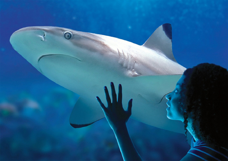SEA LIFE Benalmádena Ticket 5D2SHPVn