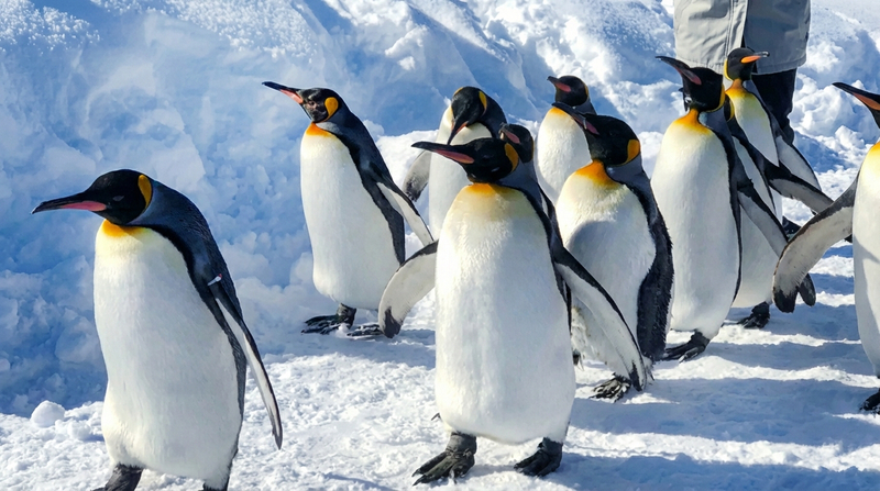 Hokkaido Fun Day Trip Dual Routes | Winter Asahiyama Zoo Penguin Walk/Biei Furano Flower Fields | Includes Asahiyama Zoo Ticket & Optional Snowmobile Experience | Depart from Sapporo (Chinese & English Service) PJ5fSYof