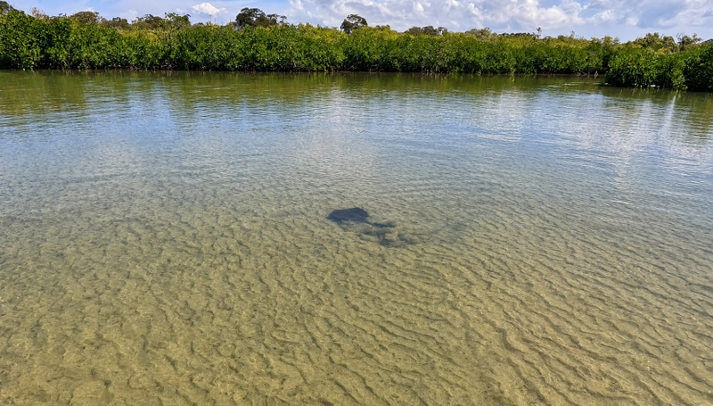 Noosa Stand Up Paddle & Mangrove Tunnel Tour - Self Guided IQ2uvWu9