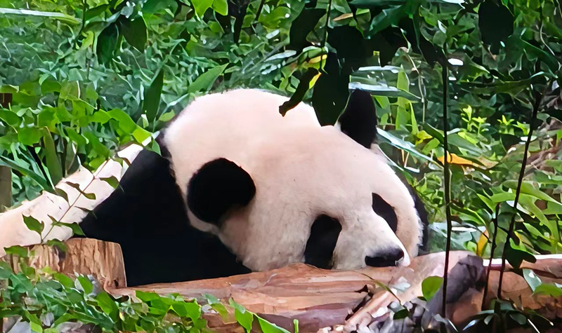 Sichuan Private Tour (optional guides in Chinese/English/Thai/Korean, etc.) y20HgWzN