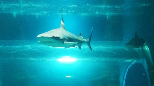 Lanzarote Aquarium: Skip The Line Ticket (Adult) ug2te8c5