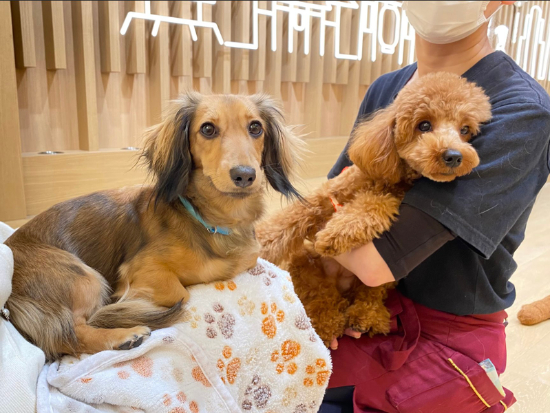 Play with Dogs at Dog Cafe Rio Asakusa [Dog Cafe Rio Asakusa] nOucKkJV