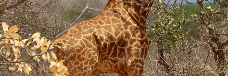 Day Trip to Nairobi National Park,giraffe centre & david sheldrick WBlx8jXx
