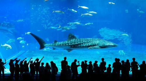 1-day tour to Okinawa north with complimentary admission tickets to Churaumi Aquarium, Kouri Island and Cape Manzamo Day Tours xEF3P8gR