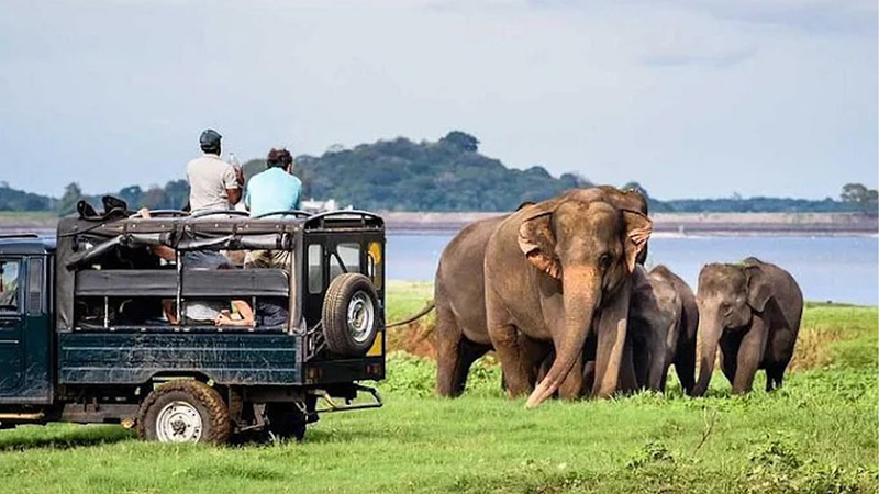 Minneriya National Park Private Safari Jjn7SAL3