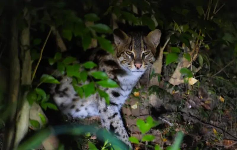 Sigiriya Night Safari, Fireflies & Wildlife Private Tour gEJo4Ahe