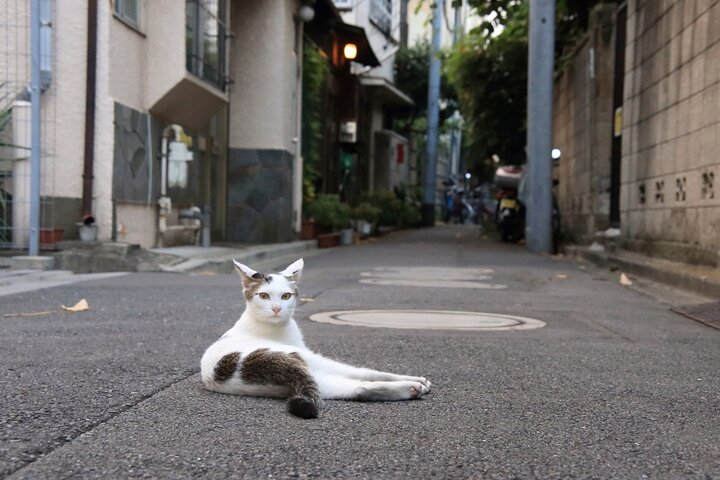 Tokyo: Yanaka Historic Shopping Streets Tour 3AK8adSt