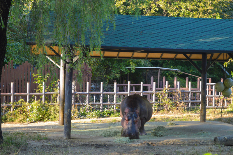 Seoul Zoo Ticket tuck3o4a