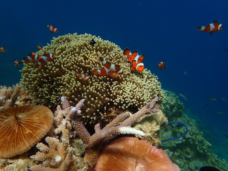 Open Trip One Day Karimunjawa Island 53TfJrzw
