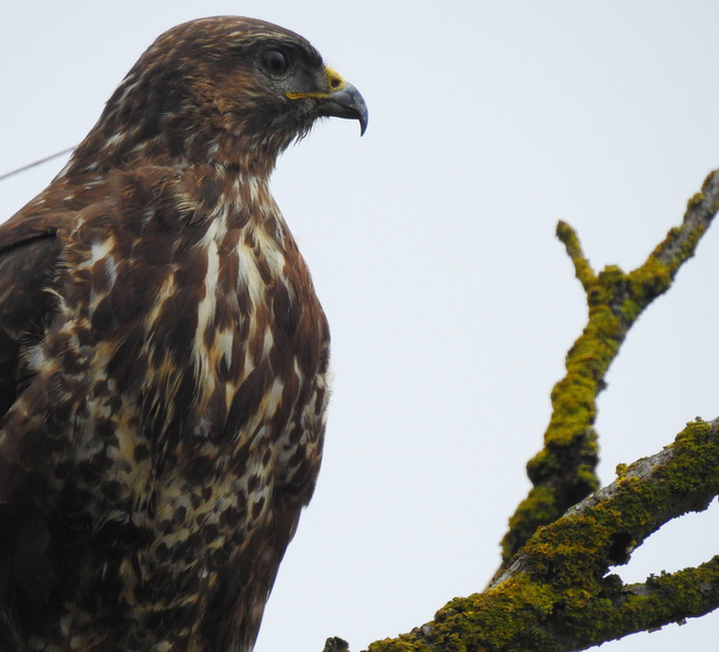 Ravenna: Nature and Birdwatching Tour with Transfer LLFdHQh0