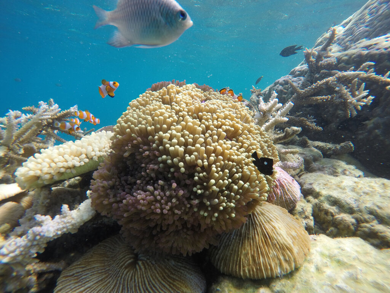 Open Trip Karimunjawa Island 3 Days 2 Nights – Express Bahari Ferry U85H7fQF