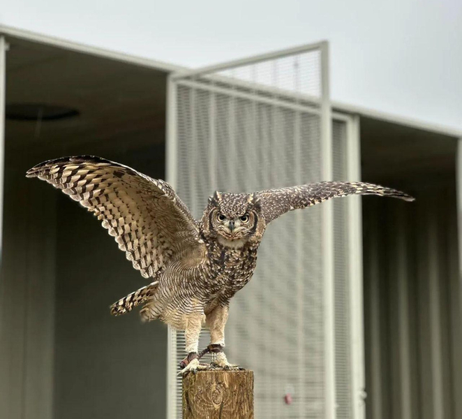 Piacenza: Falconry lesson and encounter with birds of prey in the midst of nature WBpUMeFc