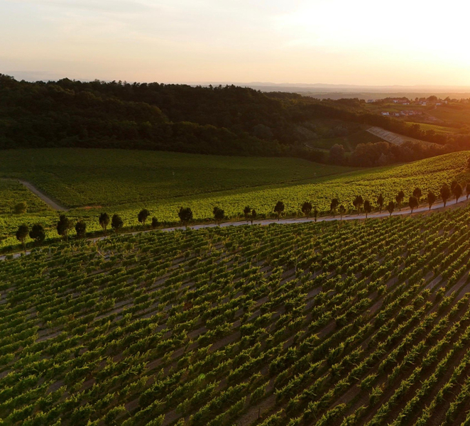 Award-winning Broglia wines in Gavi fFCDft2k