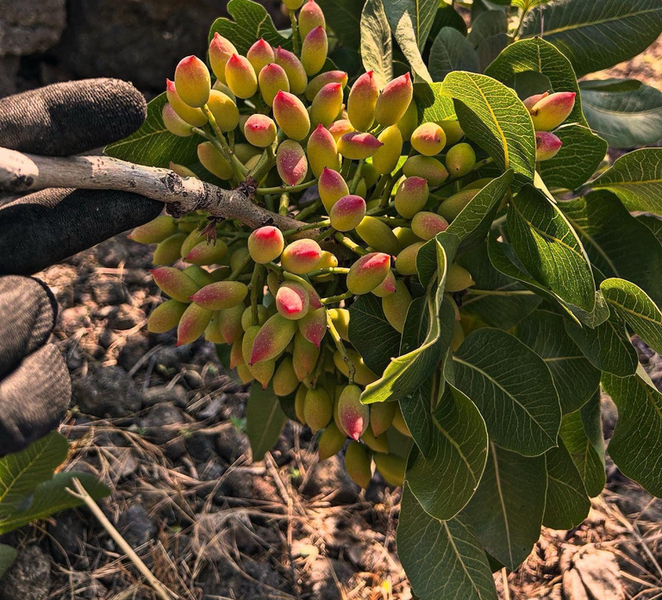 Bronte: an authentic experience with a family of pistachio producers kqXybjxR