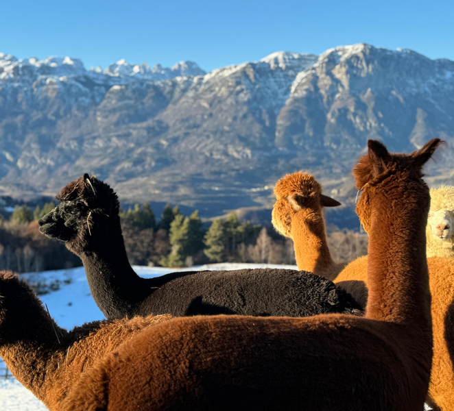 Trento: Alpaca trekking in nature ZOBjQ4Lk