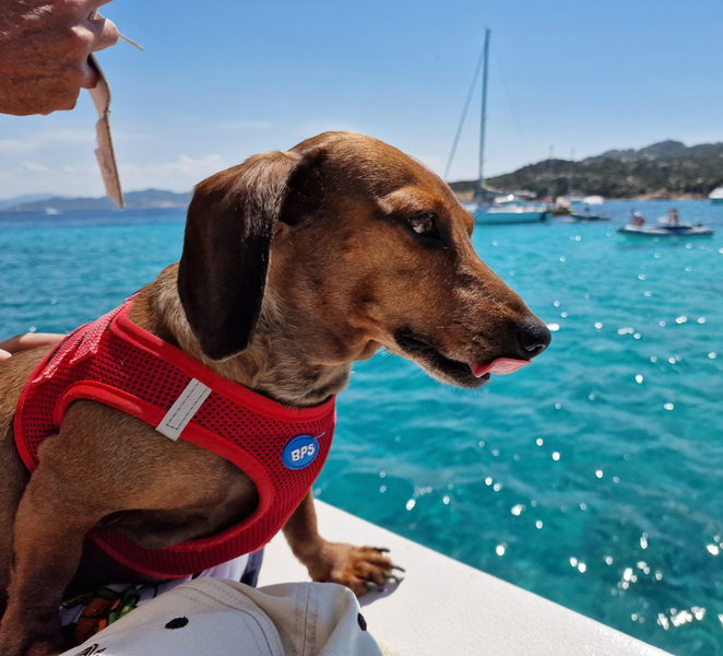 Palau: La Maddalena Archipelago Boat Tour with 4 Stops Vxv8Zg0K