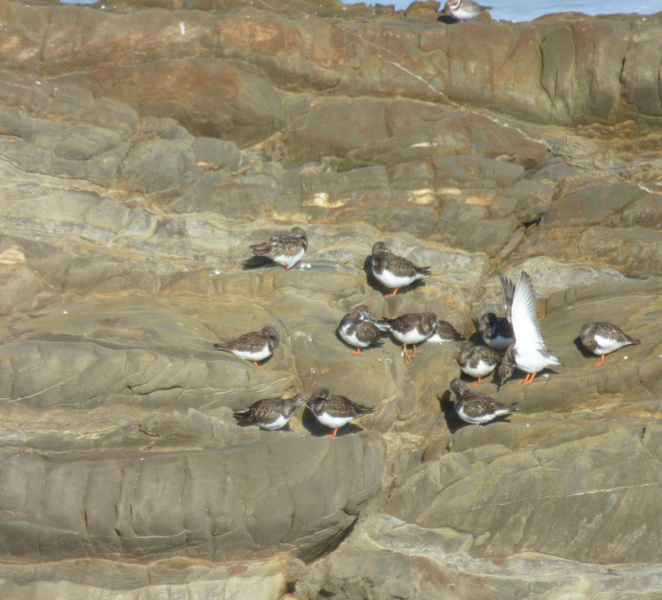 The Heartbeat of the Coast: Birds and Landscape in Arnao Vq9jlpo2