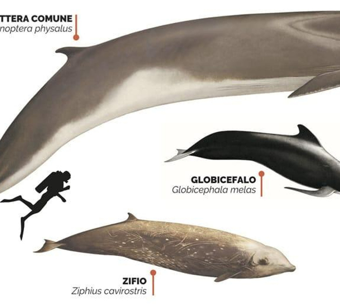 Savona: Exclusive Wildlife Cruise in the Pelagos Sanctuary pLzVAMz0